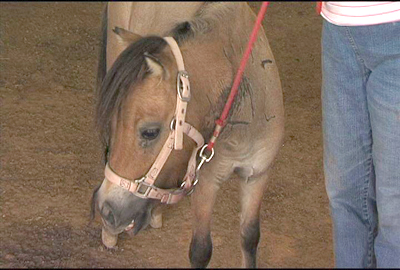 miniature horse
